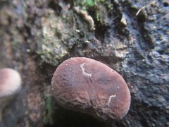 Lycoperdon purpurascens