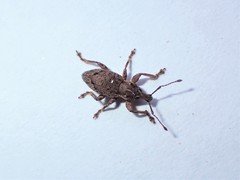 Chalepistes compressus