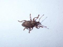 Chalepistes compressus