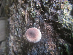 Lycoperdon purpurascens