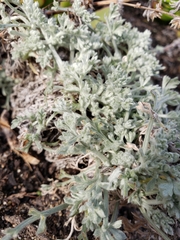 Artemisia pycnocephala