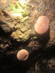 Lycoperdon purpurascens