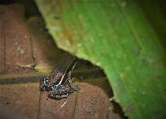 Epipedobates boulengeri