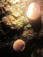 Lycoperdon purpurascens