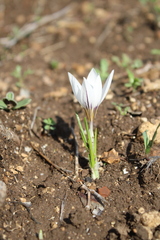Crocus hyemalis, photograph (c) yelena_antipova, some rights reserved (CC BY)