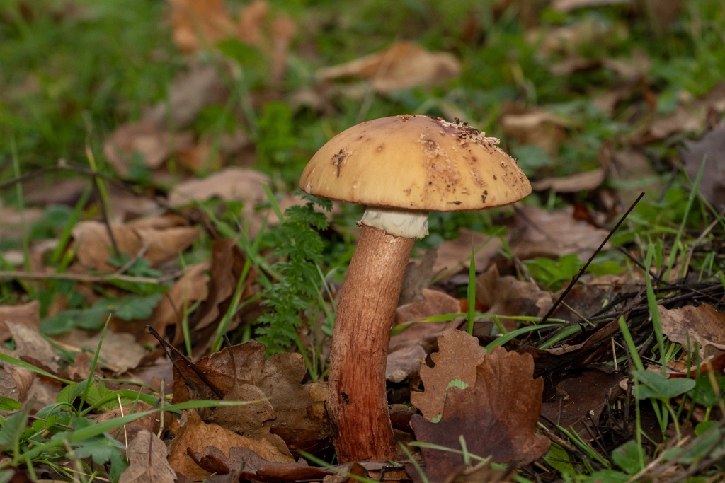 Amanita rubescens · December 2025 · photo: © asrinakincioglu (iNaturalist, cc-by)