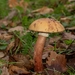 Kızaran Gelin Mantarı (Amanita rubescens)