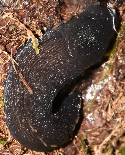 Limax cinereoniger