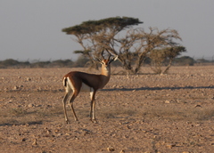 Gazella arabica
