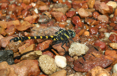 Paragomphus capricornis