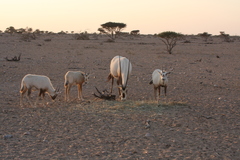 Oryx leucoryx