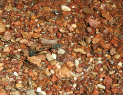 Paragomphus capricornis