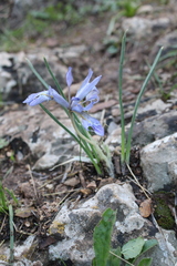 Iris vartanii, photograph (c) yelena_antipova, some rights reserved (CC BY)
