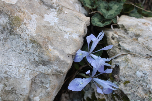 Vartan's Iris (Iris vartanii)