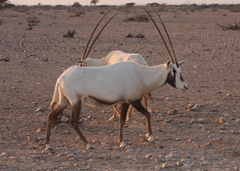 Oryx leucoryx