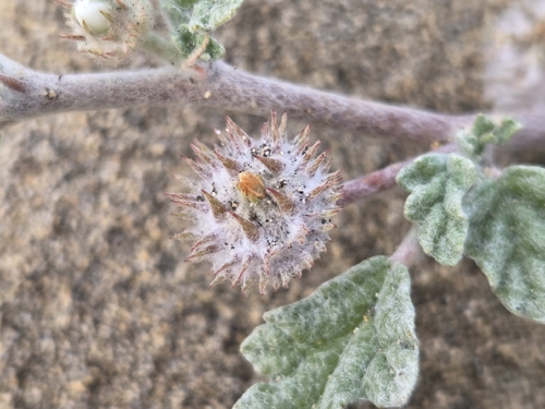 Neurada procumbens (Neurada procumbens)