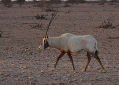 Oryx leucoryx