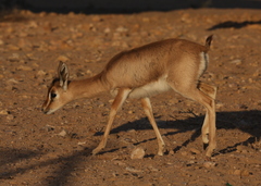 Gazella arabica