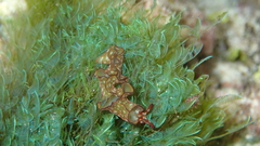 Elysia rufescens