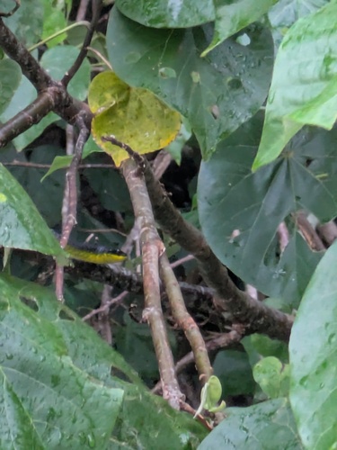Common Tree Snake sighting