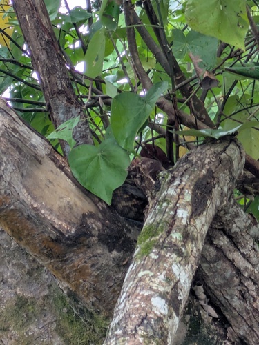 Australian Scrub Python sighting