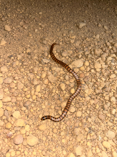 Southern Shovel-nosed Snake sighting