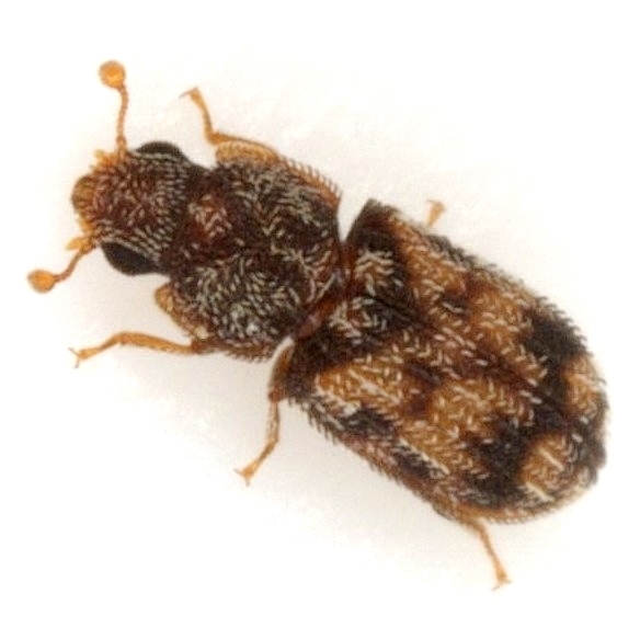 Cylindrical Bark Beetles