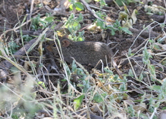 Arvicanthis niloticus