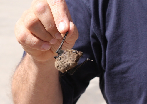 Arabian Sheath-tailed Bat