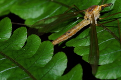 Leptotarsus viridis