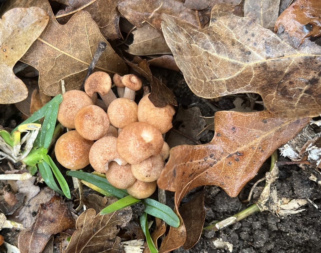 Desarmillaria caespitosa · December 2025 · photo: © inatwhitehaven (iNaturalist, cc0)