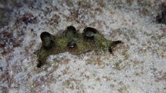 Elysia nigropunctata