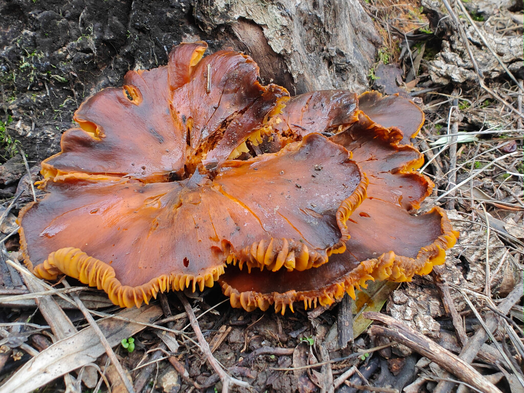 Omphalotus olearius
