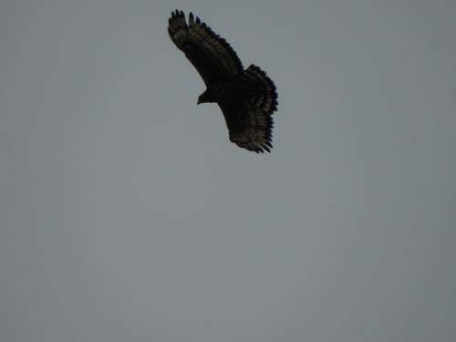 Crowned Eagle