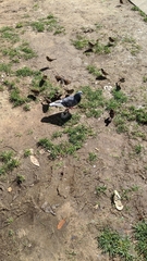 Columba livia domestica
