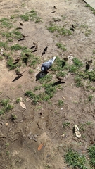 Columba livia domestica