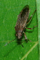 Rhypodes clavicornis