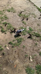 Columba livia domestica