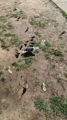 Columba livia domestica