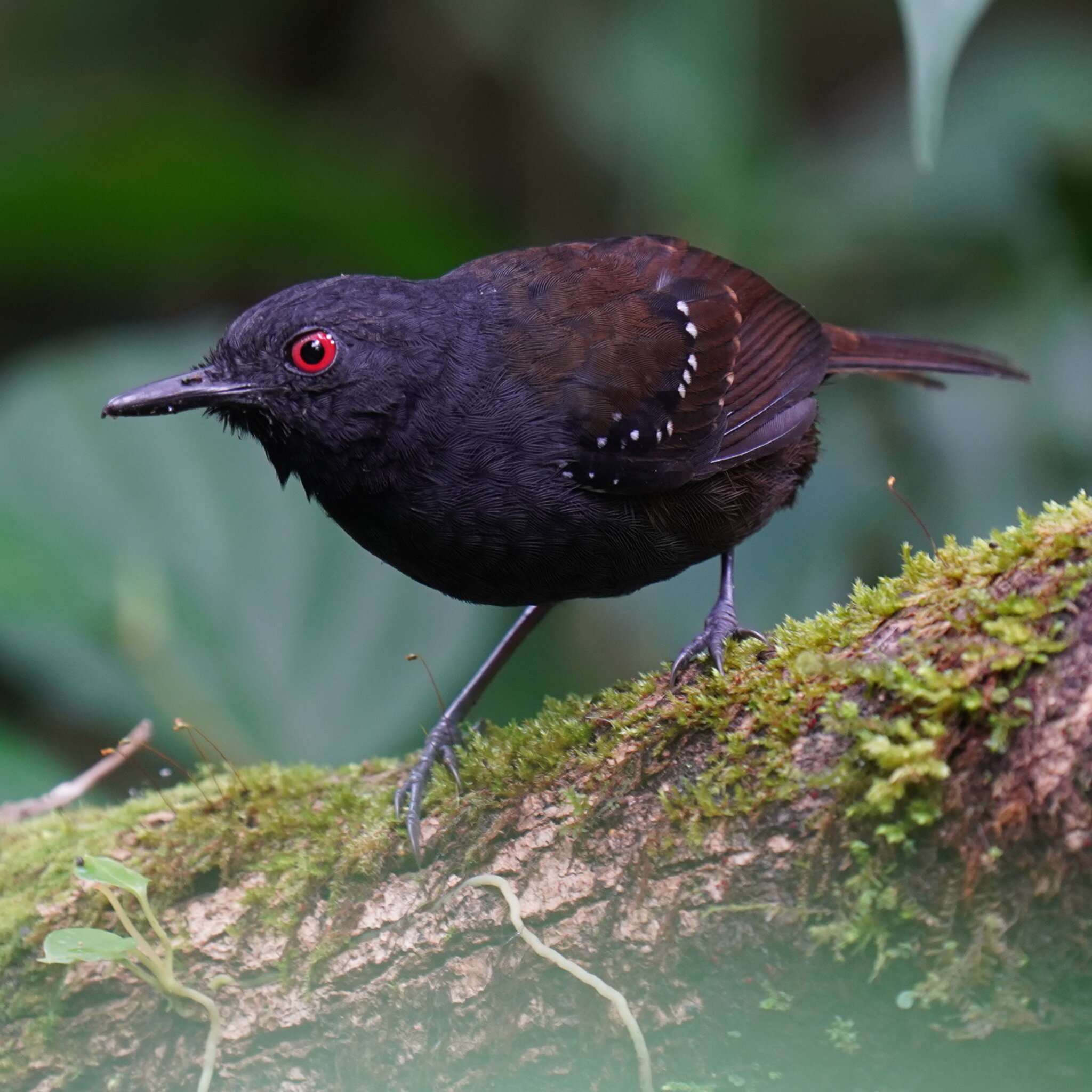 Dull-mantled Antbird (Sipia laemosticta), photo 8