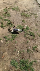 Columba livia domestica