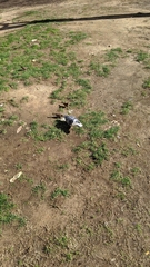 Columba livia domestica