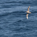 Pacific Fulmar - Photo (c) hokoonwong, some rights reserved (CC BY-NC), uploaded by hokoonwong