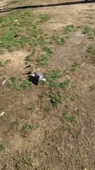 Columba livia domestica