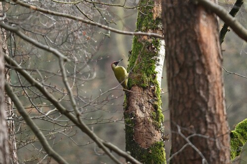 Eurasian Green Woodpecker, Nationaal Park Veluwezoom, Velp, Netherlands, photo 10 of 10