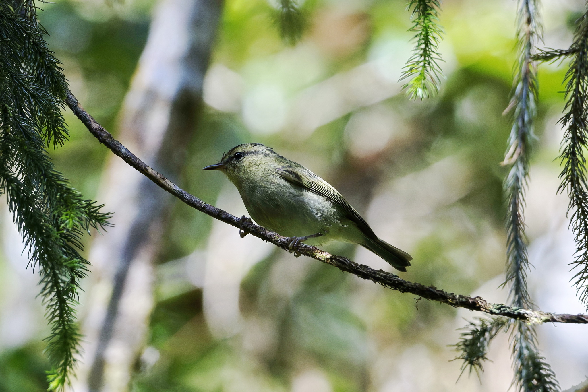 Mountain Leaf Warbler