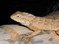 Calotes versicolor