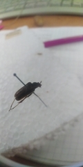 Acmaeops marginata