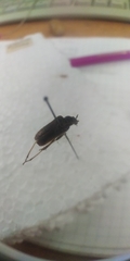 Acmaeops marginata