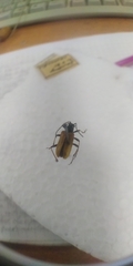Acmaeops marginata